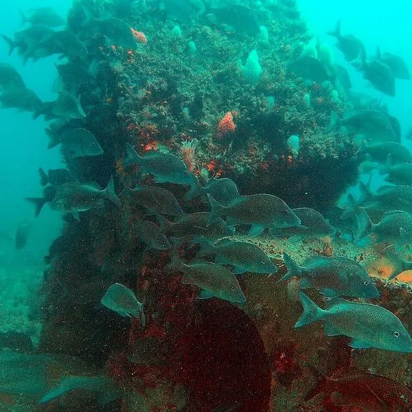 thumbnail for publication: Artificial Reefs in Florida 101 – effects on fish: Part 2 of an Artificial Reef series